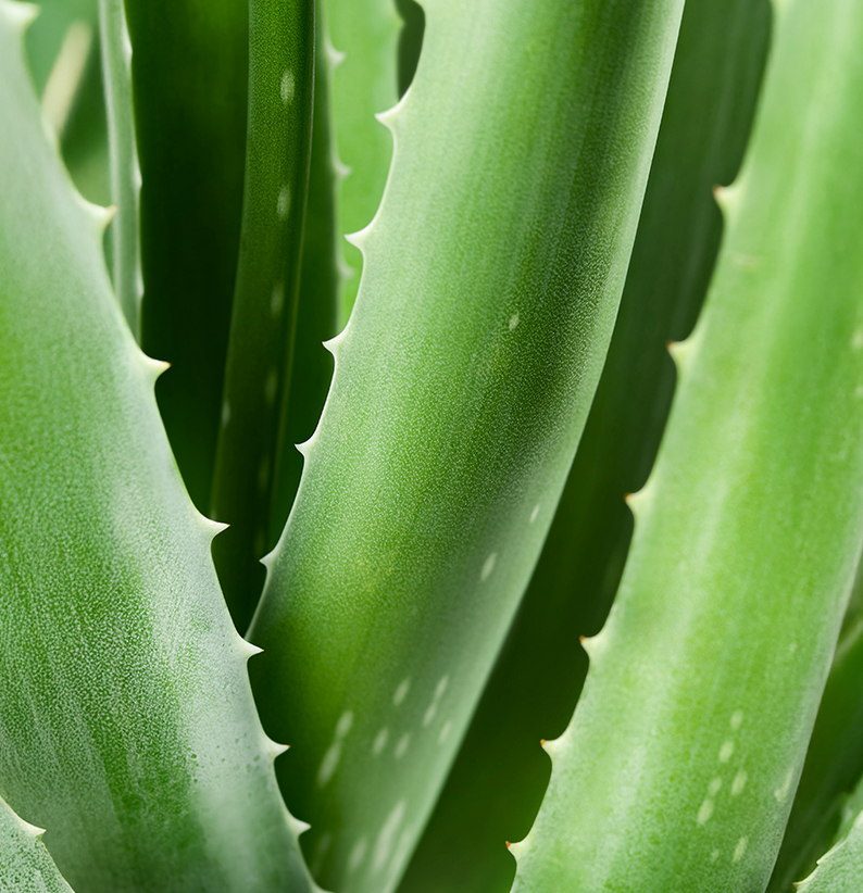 AL03B Bain de bouche à l'aloe vera 250 ml