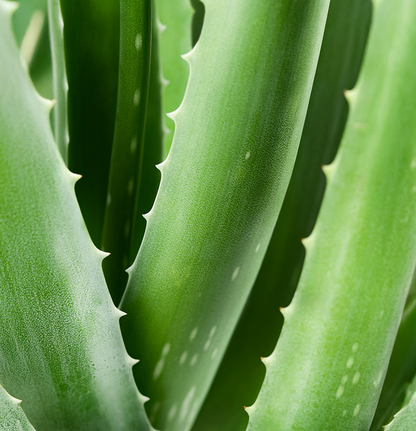 AL03B Bain de bouche à l'aloe vera 250 ml 