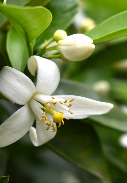 145 Inspired by Devoti...DG