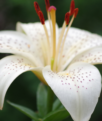 146U Inspired by Rouge...Balmi... 50 ml